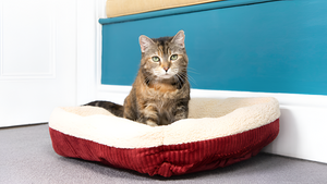 Choosing the Perfect Bed for Your Pet